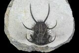 Spiny Ceratarges Trilobite - Zireg, Morocco #125230-3